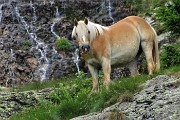 22 Cavallo al pascolo in Val d'inferno su roccione erboso